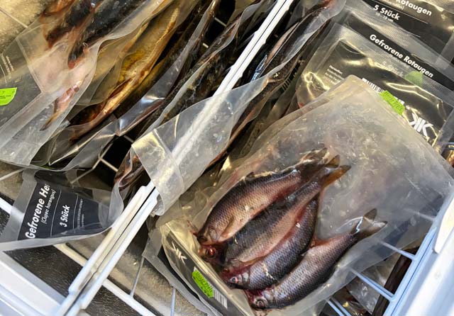 Gefrorene Köderfische: Rotaugen und Heringe
